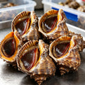 Fresh Whole Sea Snails - view 1
